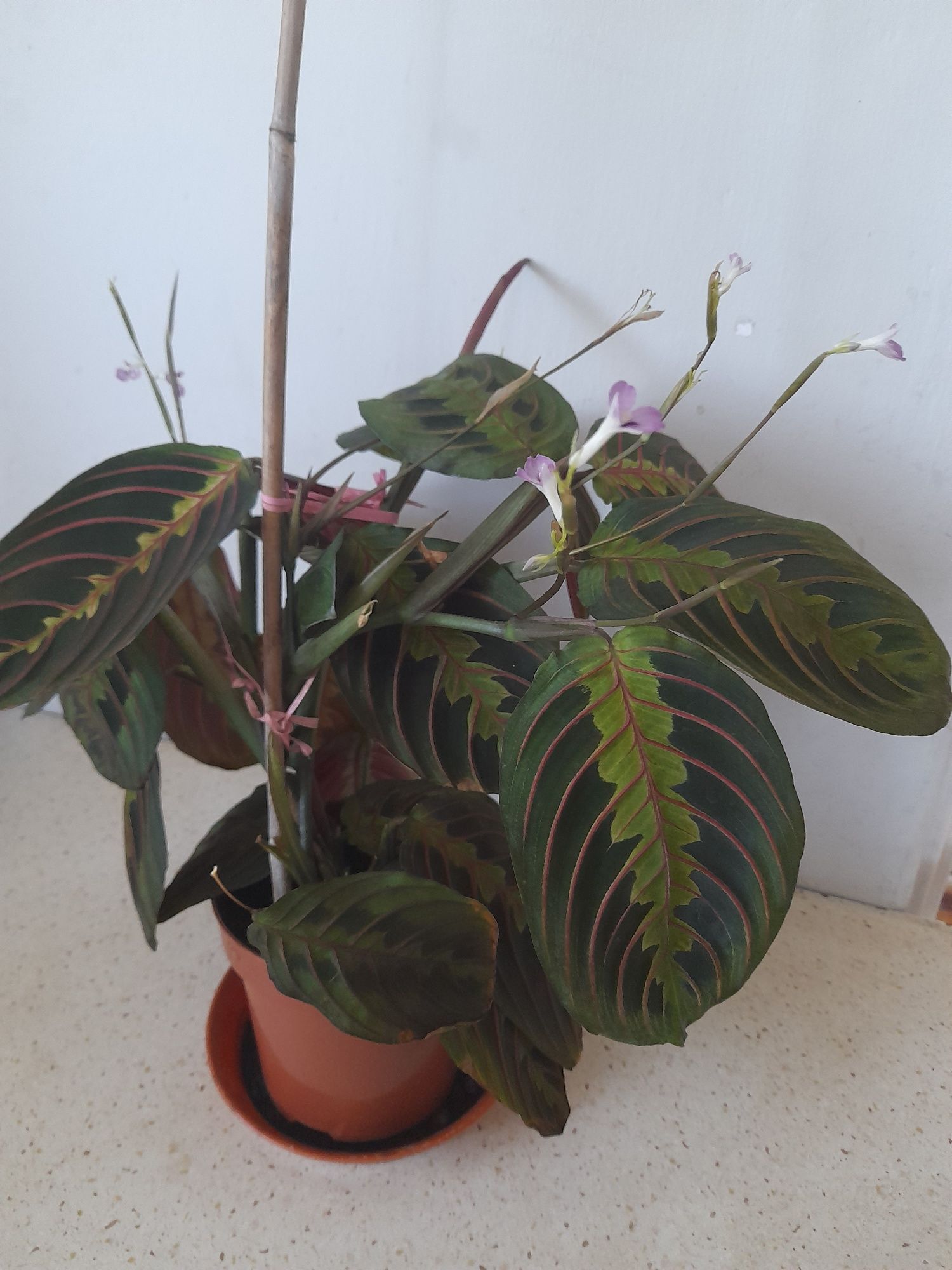 Maranta Fascinator