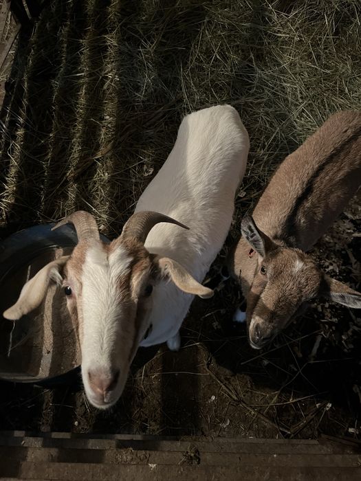 Sprzedam dwie młode Kozy