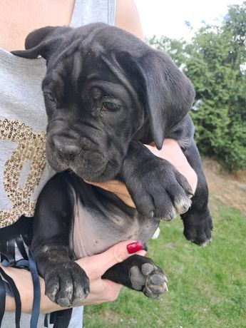 Cane corso italiano