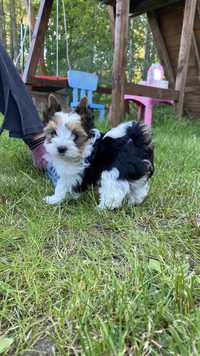 Biewer yorkshire terrier- maly chlopczyk