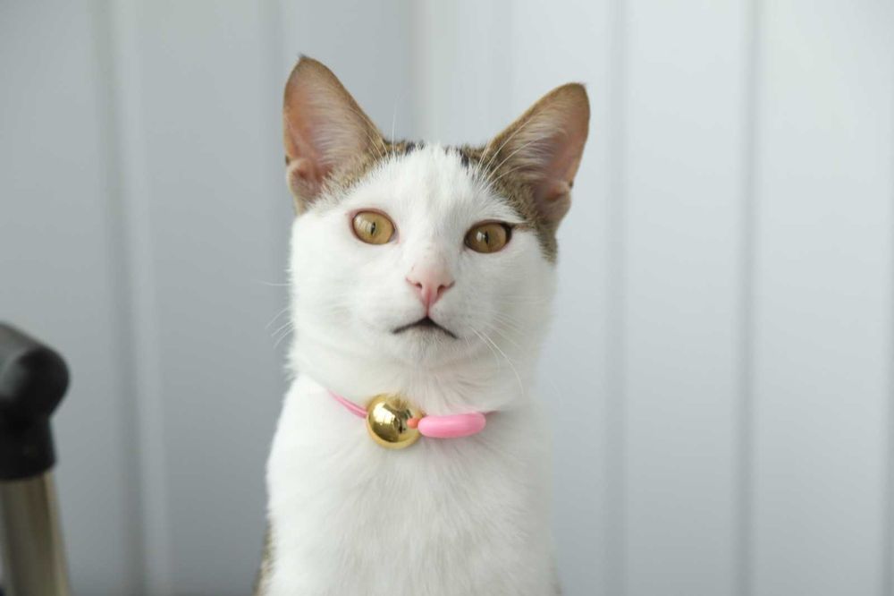 Даник в добрые руки!