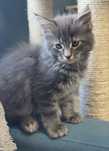 Kocięta Maine Coon niebieskie pręgowane