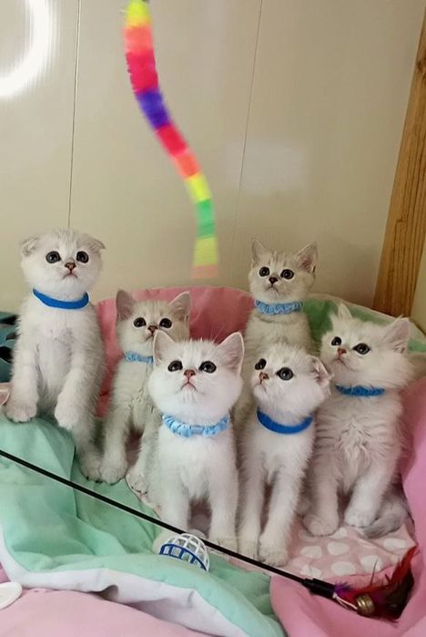 СКотята : ріблясті хутрові грілочки до зими .