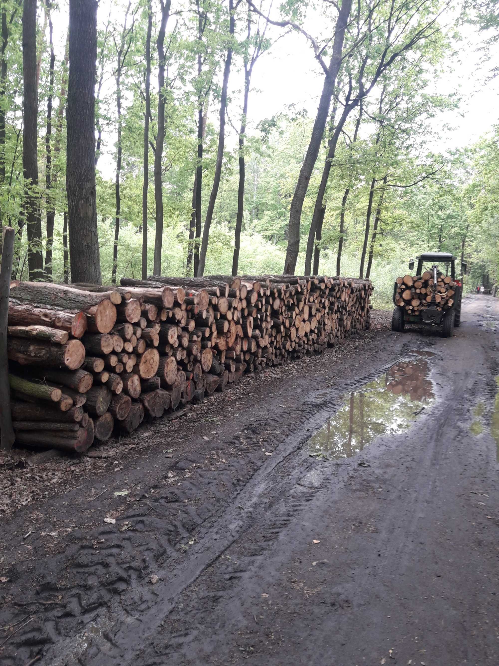 Drewno kominkowe opałowe