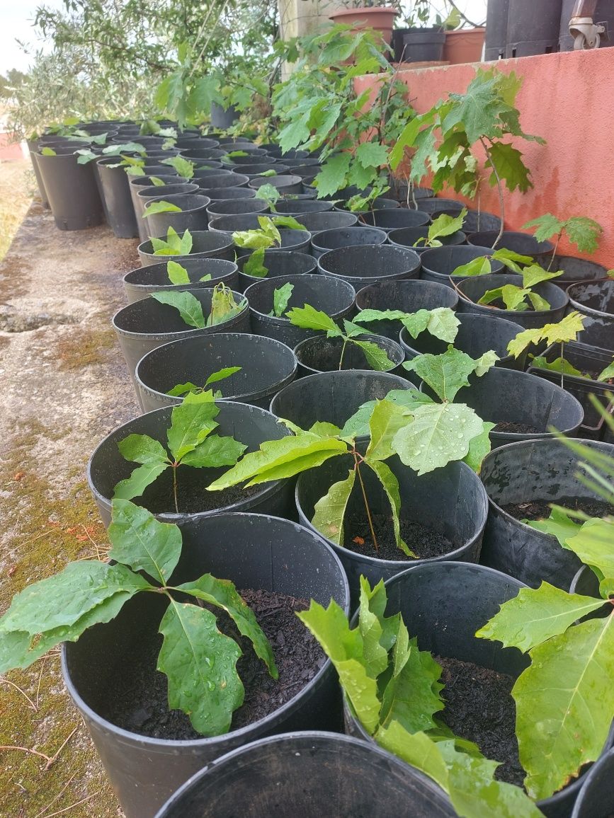 Planta da árvore do carvalho americano