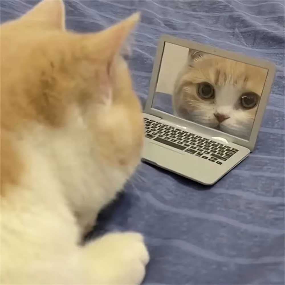 Mini Computador para Gato Cão Animais Brinquedo Interativo Espelho NOV