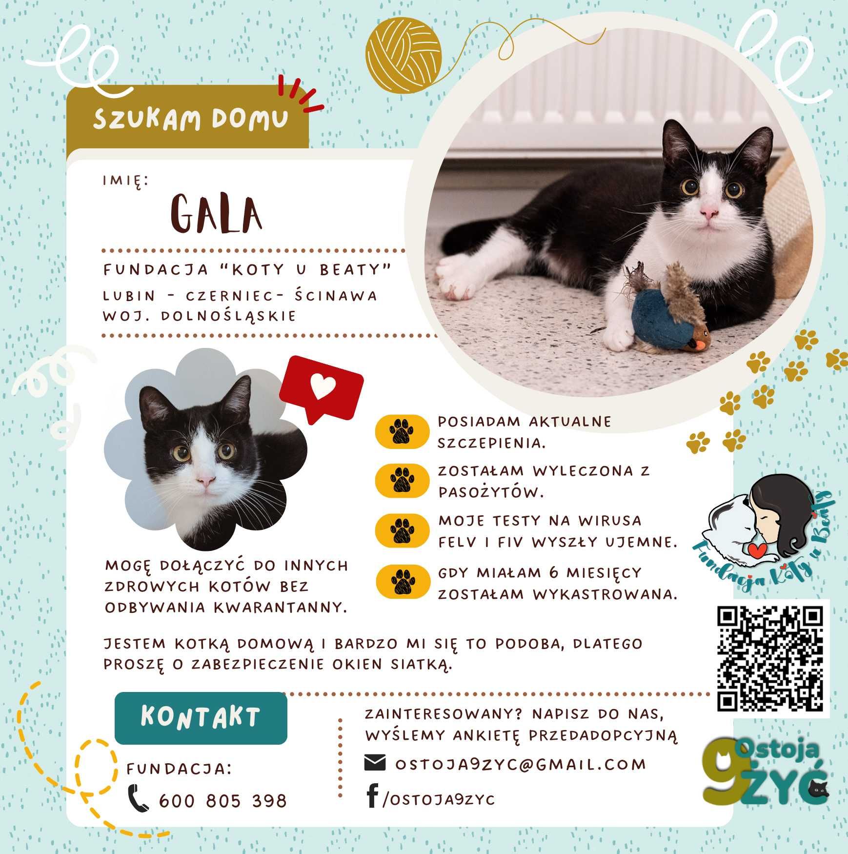 Kotka do adopcji - GALA, 1 rok