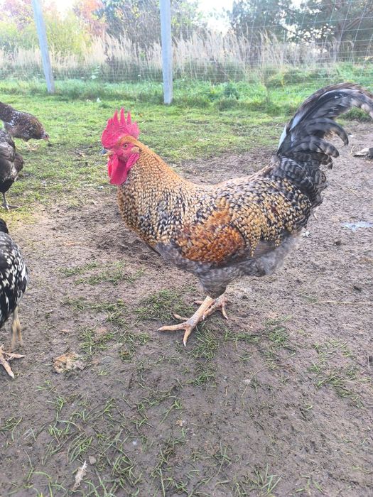 Koguty młode z 2025r.