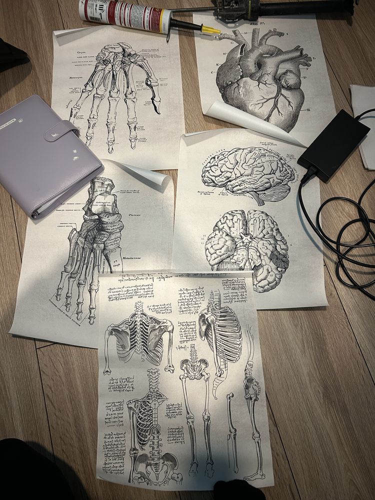 Anatomiczne plakaty a4