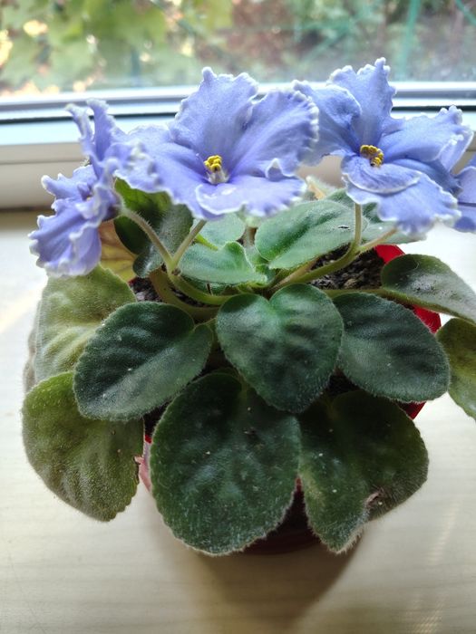 Кімнатні рослини