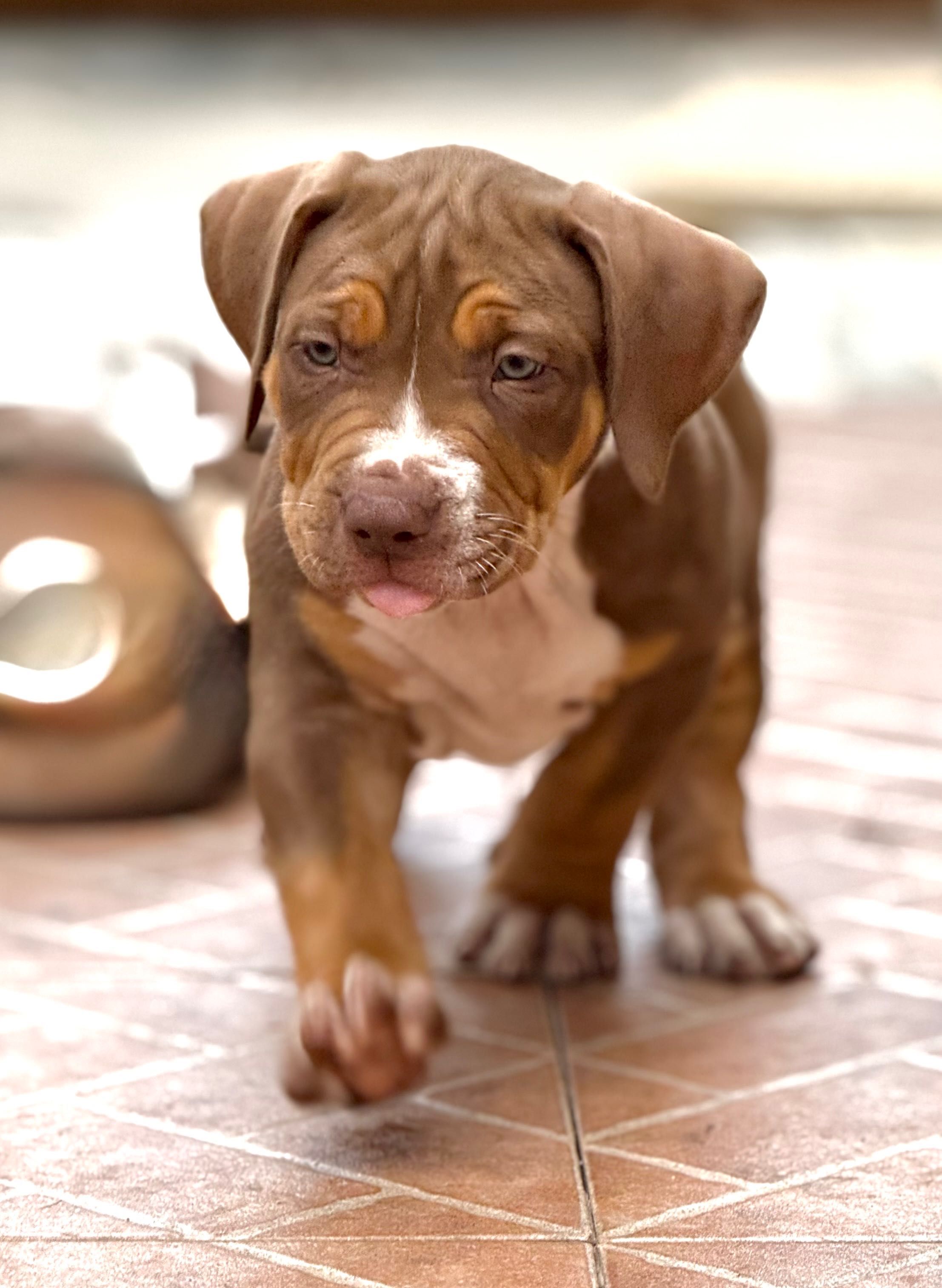 American bully xl