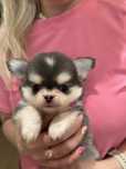 Wyjątkowy chihuahua dlugowlosy umaszczenie husky FCI