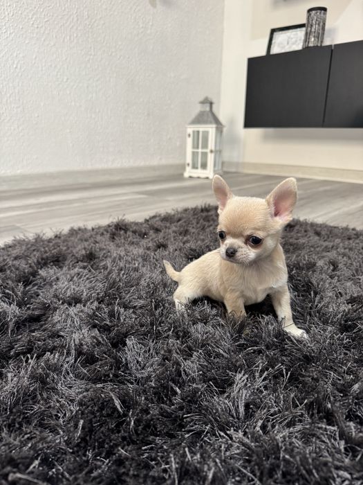 chihuahua krótkowłosy piesek