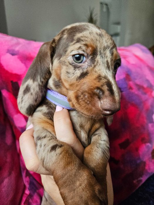 Jamnik suka merle choco ZAREZERWOWANA