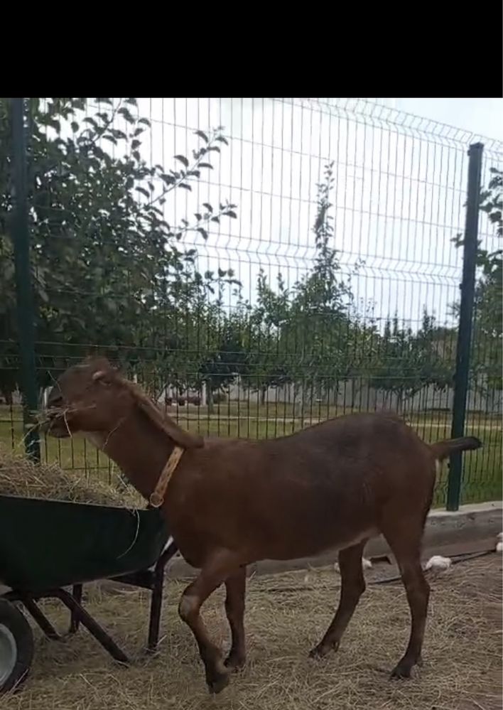 Продам кози козу коза  англо-нубійська 100%.