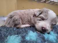 Piesek Border Collie Red Merle