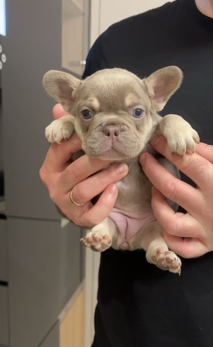 Дівчинка в забарвленні Ізабелла