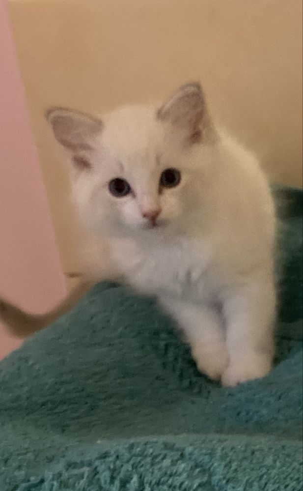 Kocurek bikolor czekoladowy z lynx
