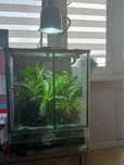 Terarium tropikalne