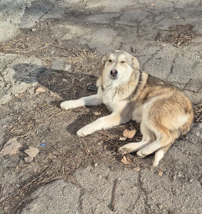 Цеценя, метис лайки в добрі  руки