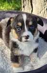 Welsh Corgi Cardigan suczka dziewczynka SunniLush
