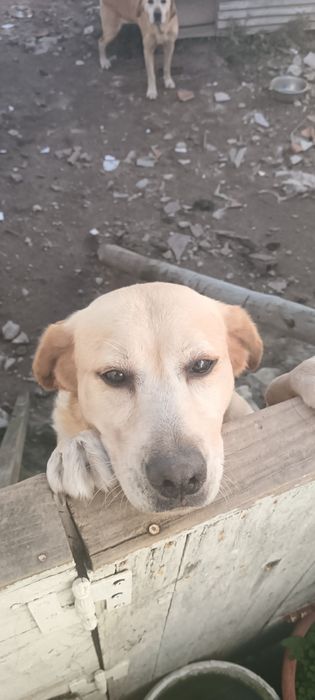 Dois labradores com 5/6 anos para doação !!?