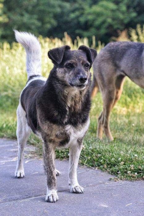 Spokojna sunia szuka domu