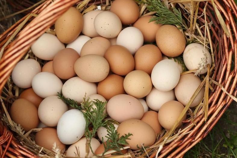 Jajka wiejskie OD ROLNIKA z własnego chowu