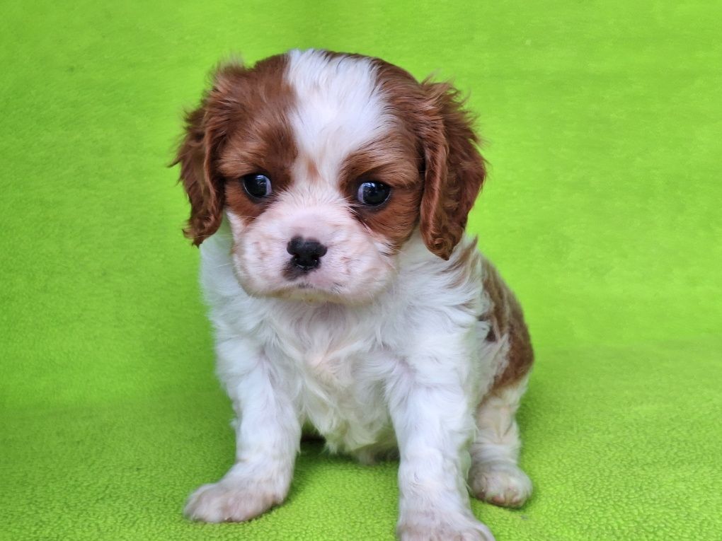 Cavalier king Cher spaniel piesek z rodowodem