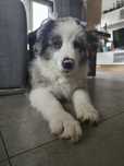 Szczeniak border collie ZKWP FCI