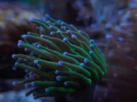 Euphyllia glabrescens Green Purple tip