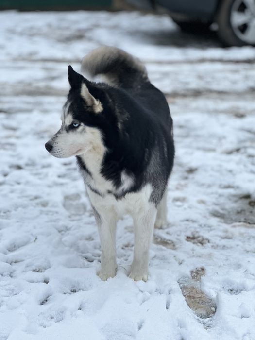 Кобель для вʼязки .