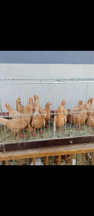 Gołębie tiplery zulte