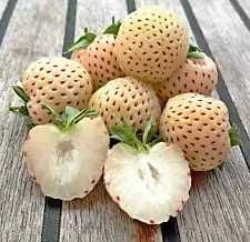 Morangos Brancos do Japão - DELICIOSOS Planta De coleção FRUTA RARA