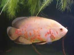 pielęgnica pawiooka bielsko