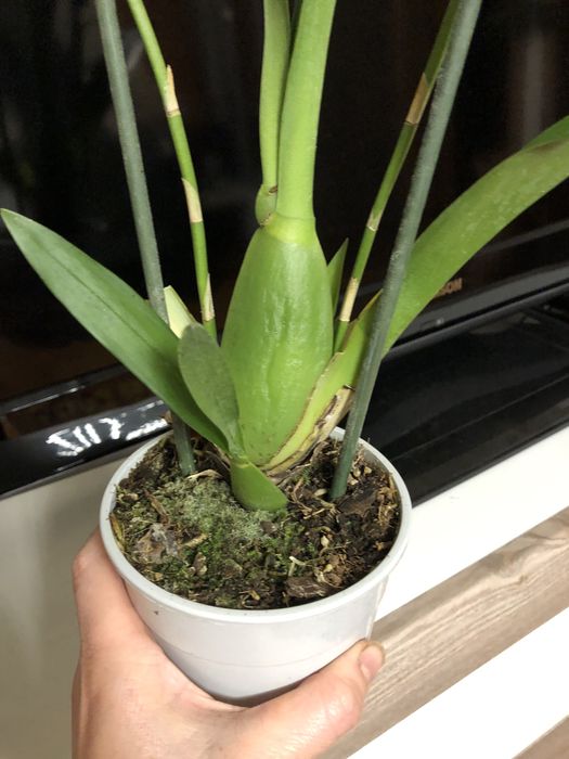 Орхідея,    камбрія 2 шт