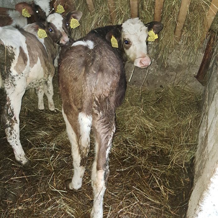 Sprzedam cieliczki mięsne żeruny