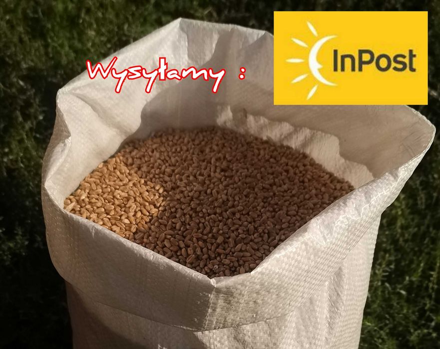 Pszenica Pakowana w worki 25 kg Wysyłka natychmiast Inpost