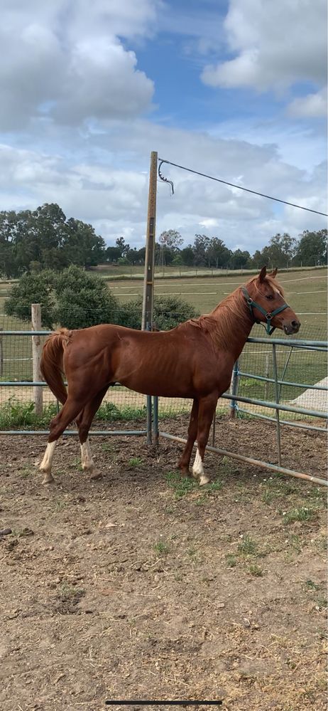 Cavalo Anglo Arabe