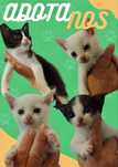 Gatos bebés para adoção respinsável