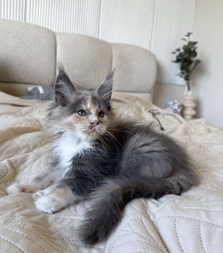 Śliczna koteczka Maine Coon