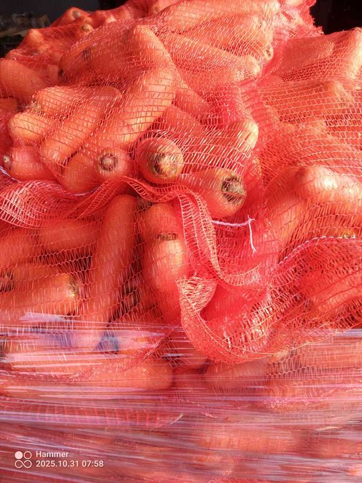 Marchew gruba  workowana