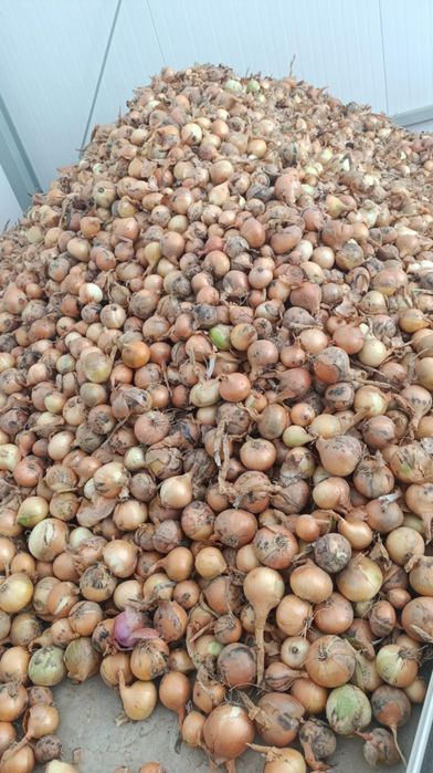 Cebula tegoroczna 5 kg
