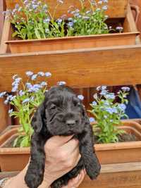 Cocker spaniel suczka Śliczna