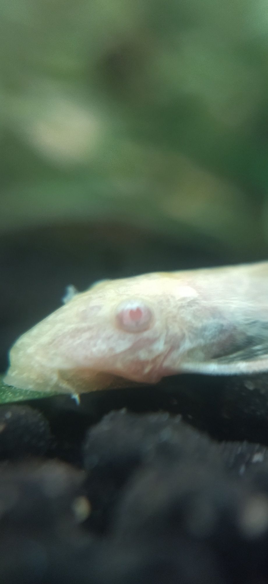 Ancistrus albino Long Fin e black longfin