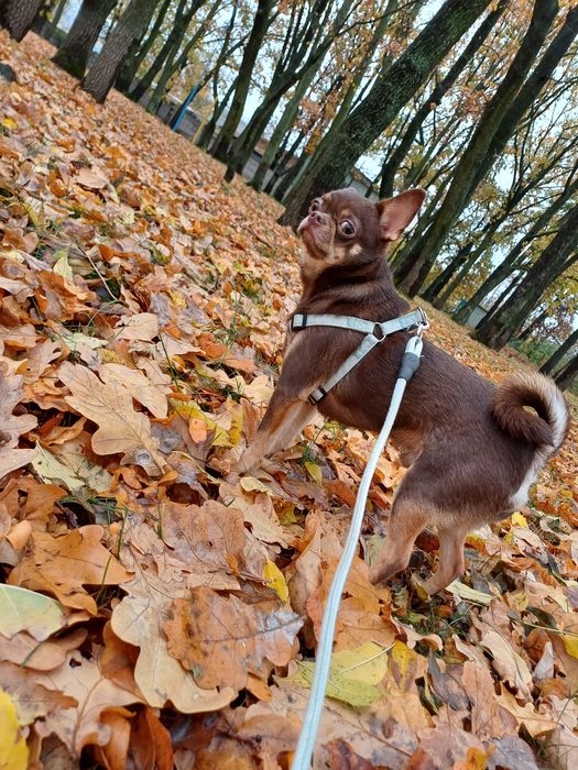 Чіхуахуа для в'язки хлопчик