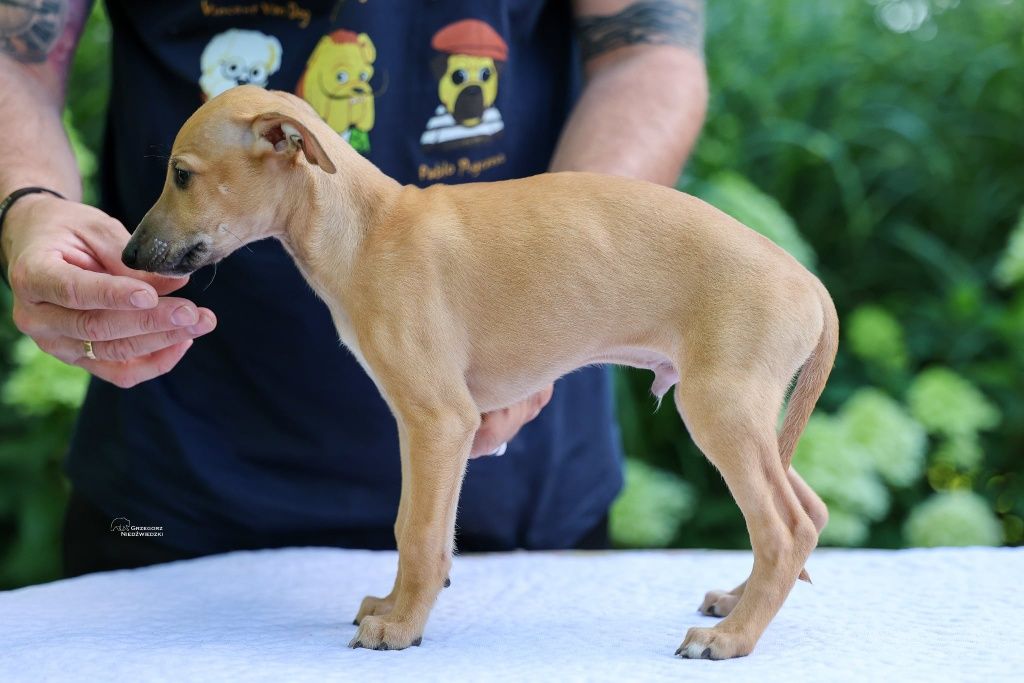 Whippet - chart angielski
