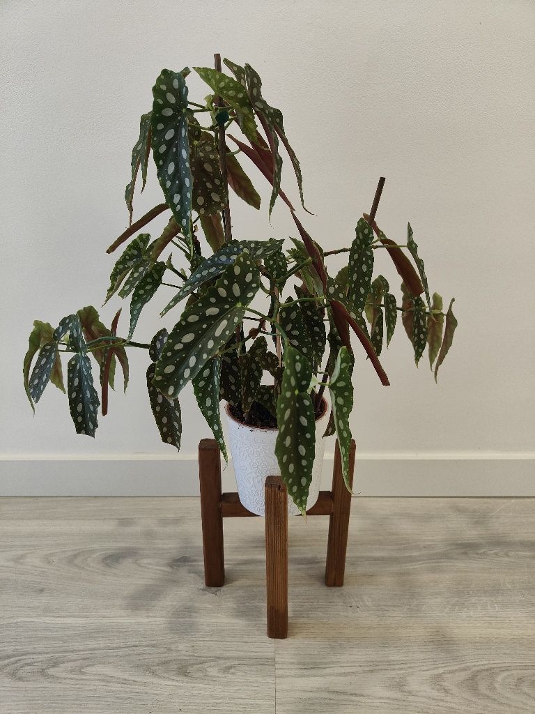 Begonia maculata // planta interior