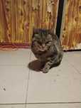 Отдам в хорошие руки кошку