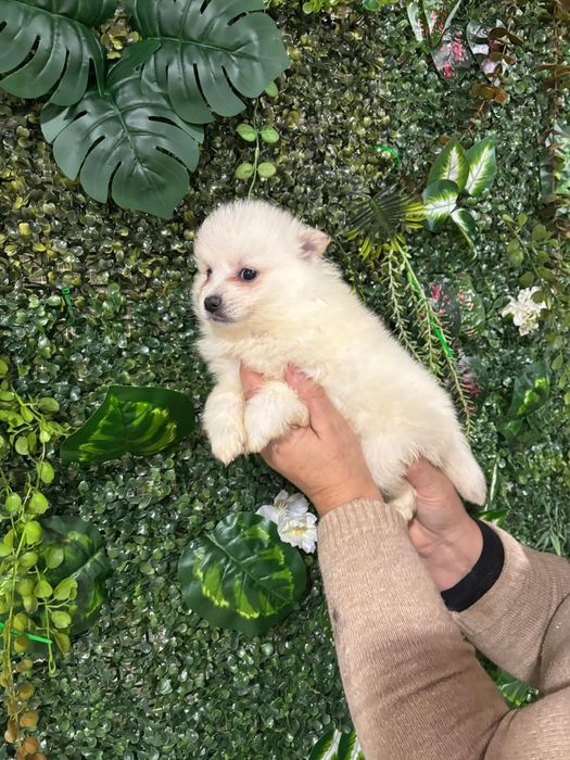 Spitz macho branquinho